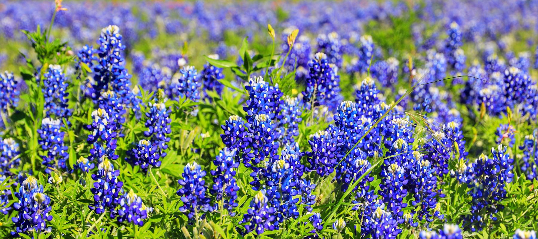 blue bonnets